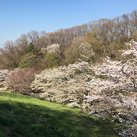 長沼丘陵フォレスト・ヒーリング：桜満開の長沼公園
